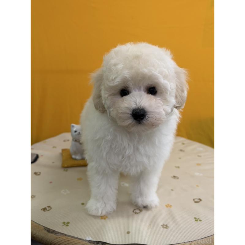 販売中の福岡県のトイプードル-440201の2枚目