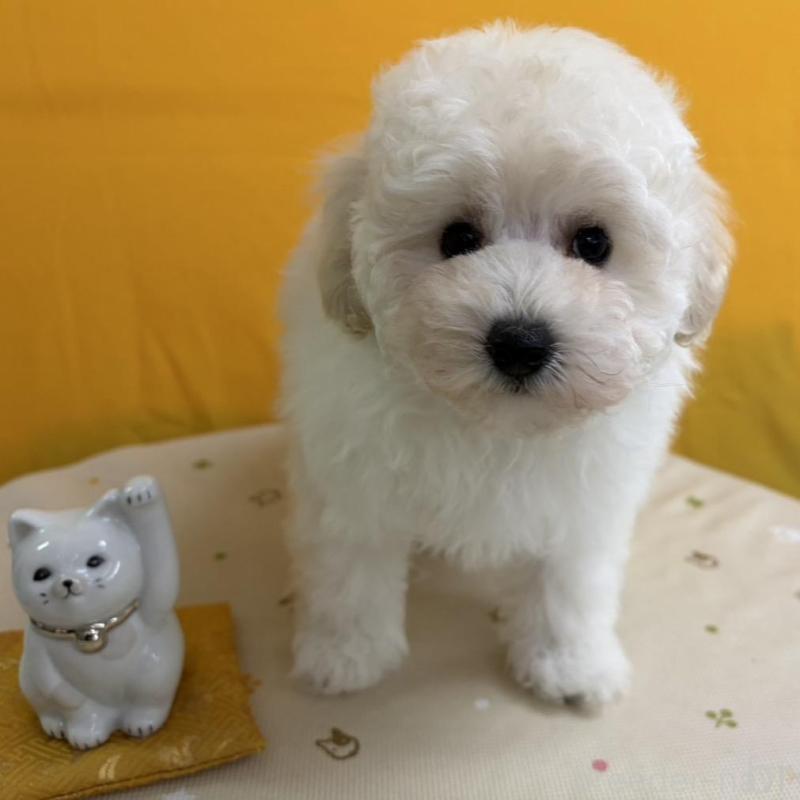 販売中の福岡県のトイプードル-440201