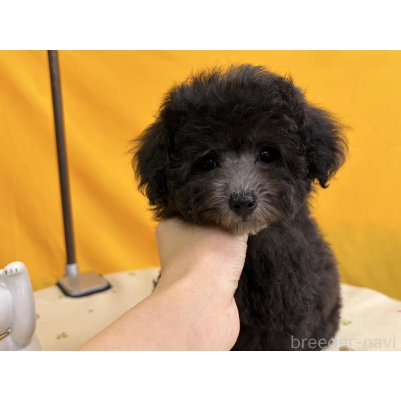 販売中の福岡県のトイプードル-440203の2枚目