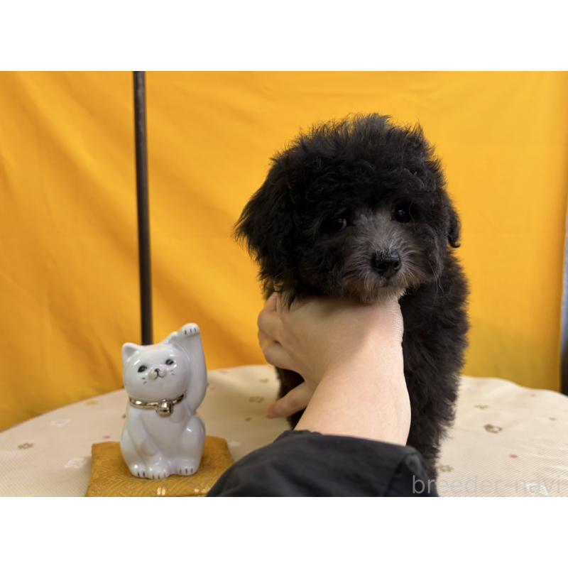 販売中の福岡県のトイプードル-440203の3枚目