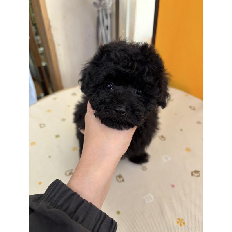 販売中の福岡県のトイプードル-440204の4枚目