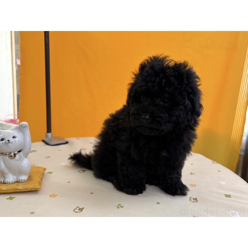 販売中の福岡県のトイプードル-440204の3枚目