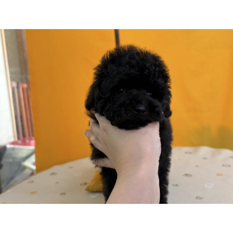 販売中の福岡県のトイプードル-440204の2枚目