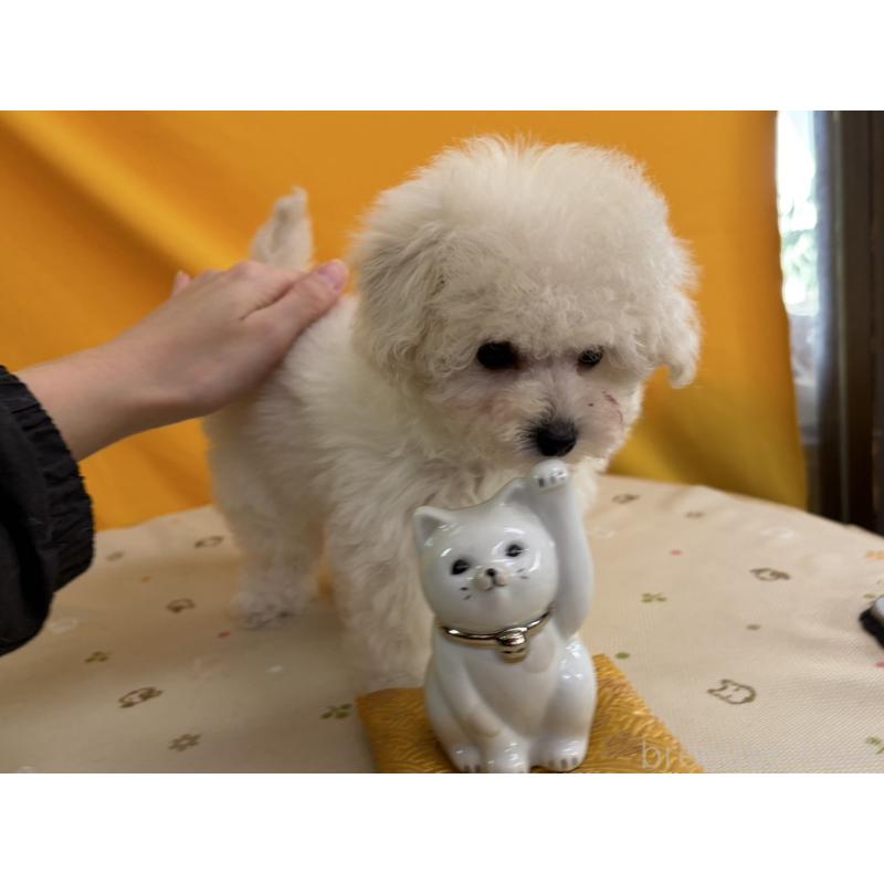 販売中の福岡県のトイプードル-440206の4枚目