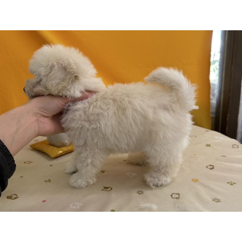 販売中の福岡県のトイプードル-440206の3枚目