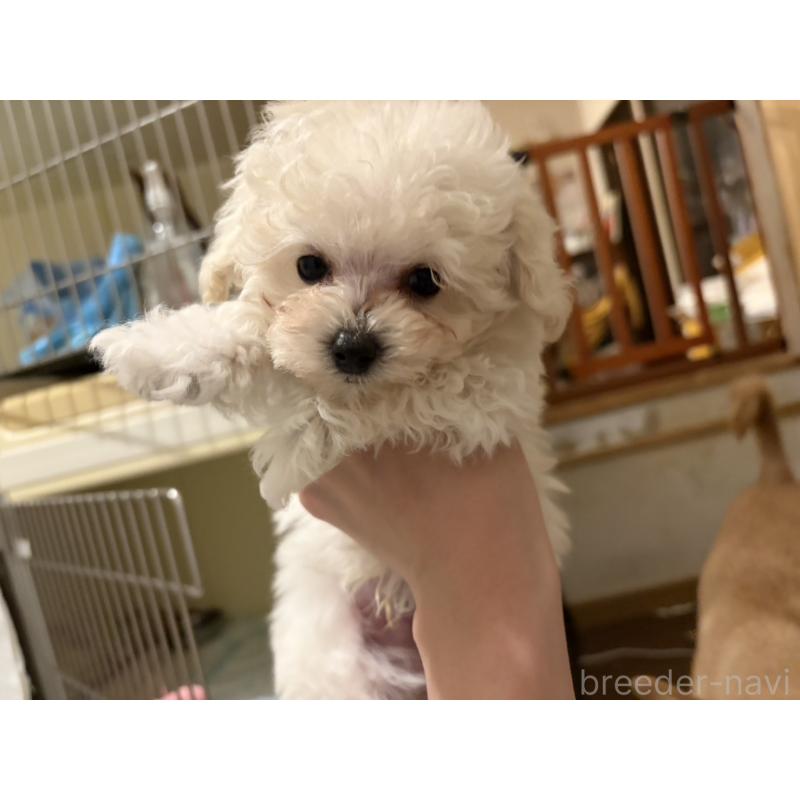 販売中の福岡県のトイプードル-440206の2枚目