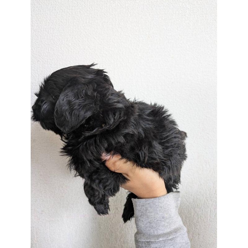 販売中の千葉県のミックス犬-440208の2枚目