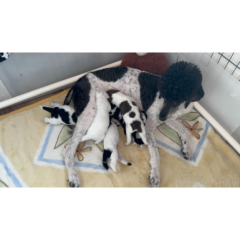 販売中ののスタンダードプードル-440207