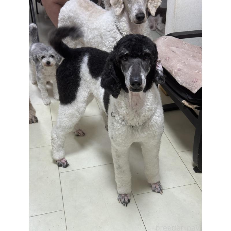 モナルダちゃん1枚目