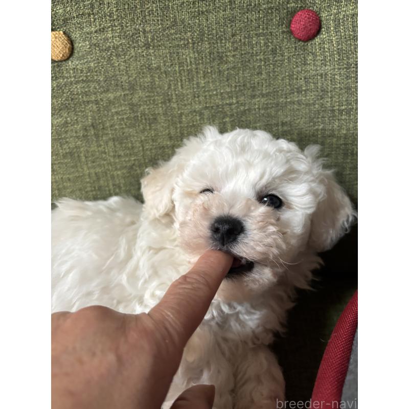 販売中の三重県のビションフリーゼ-440202の2枚目