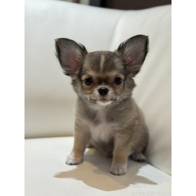 成約済の神奈川県のチワワ(ロングコート)-432672の2枚目