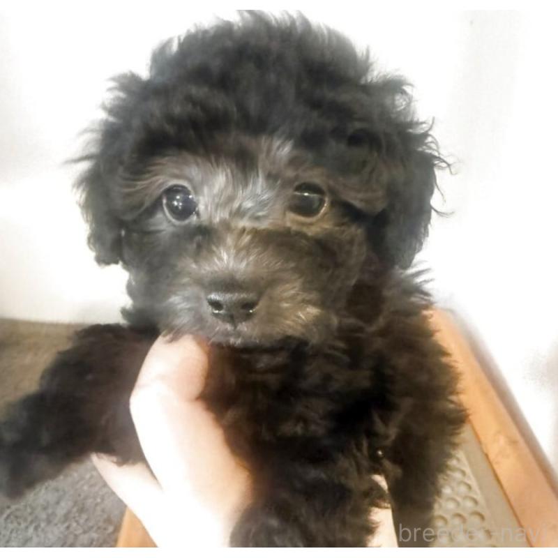 販売中の東京都のティーカッププードル-440429の1枚目