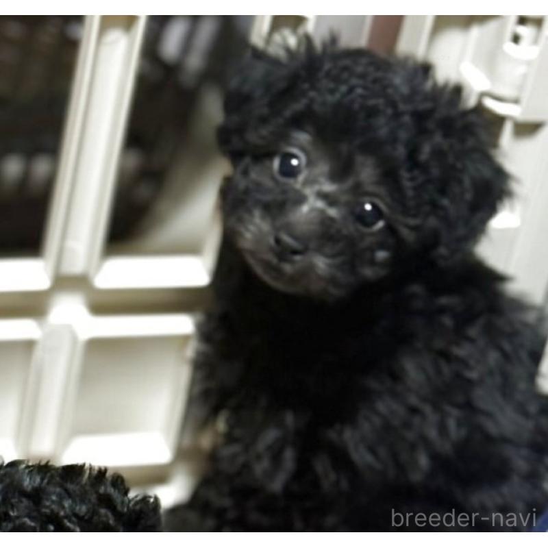 販売中の東京都のティーカッププードル-440429の3枚目