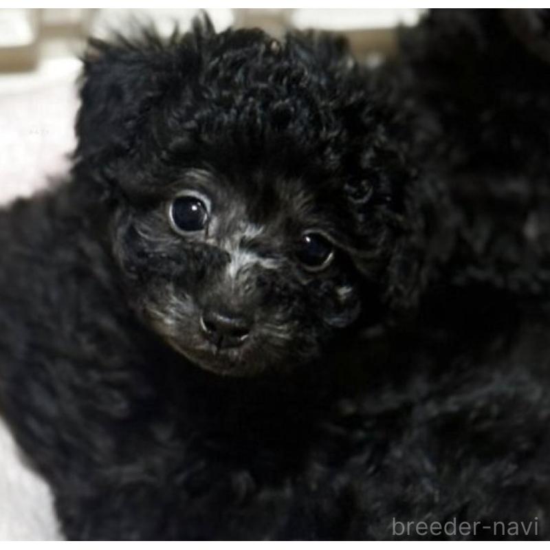 販売中の東京都のティーカッププードル-440429の2枚目