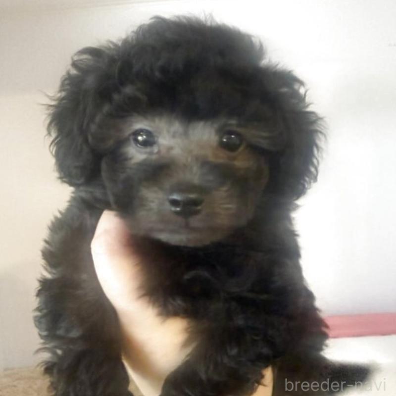 販売中の東京都のティーカッププードル-440430