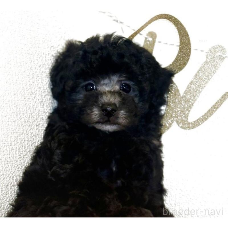 販売中の東京都のティーカッププードル-440430の3枚目