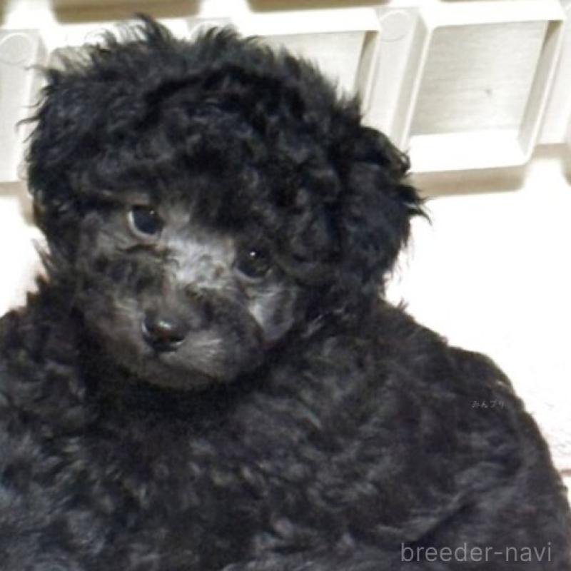 販売中の東京都のティーカッププードル-440430の2枚目