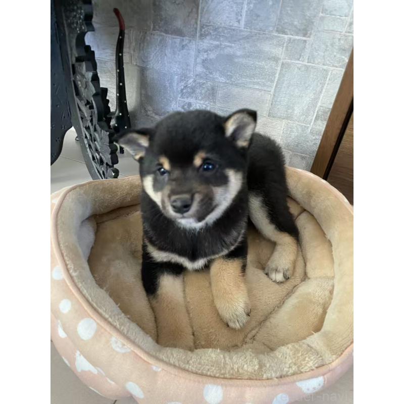 販売中の茨城県の豆柴-433213の6枚目