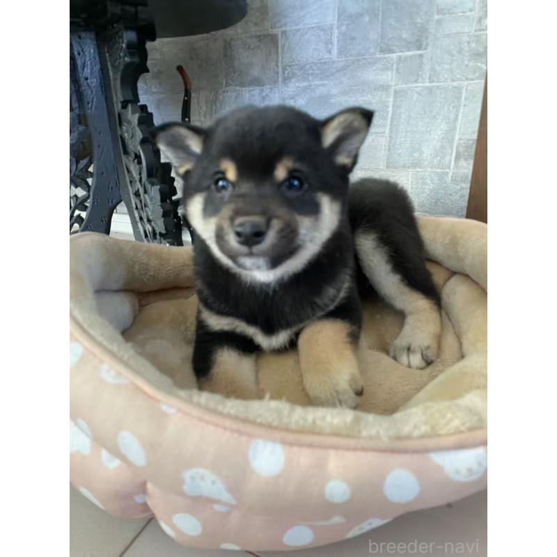 販売中の茨城県の豆柴-433213の4枚目