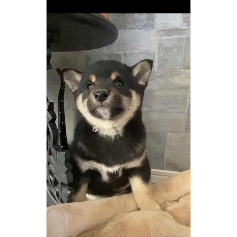 販売中の茨城県の豆柴-433213の2枚目