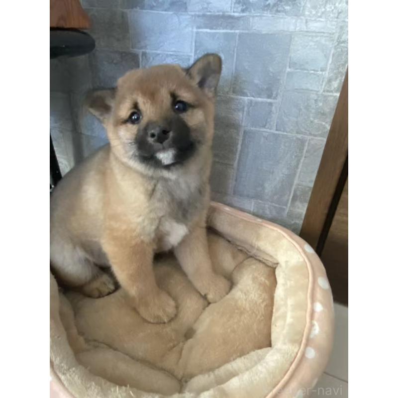 販売中の茨城県の豆柴-433211の8枚目