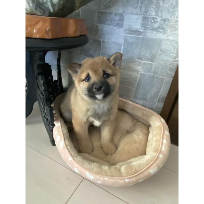 販売中の茨城県の豆柴-433211の9枚目