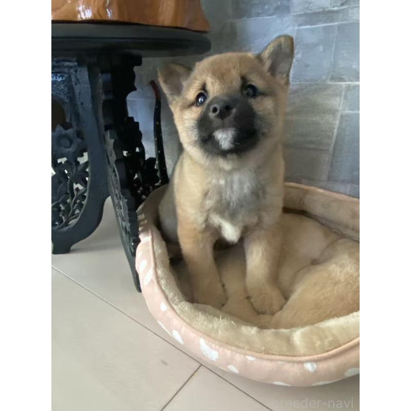 販売中の茨城県の豆柴-433211の7枚目