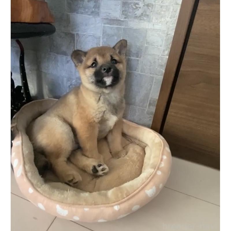 販売中の茨城県の豆柴-433211の5枚目