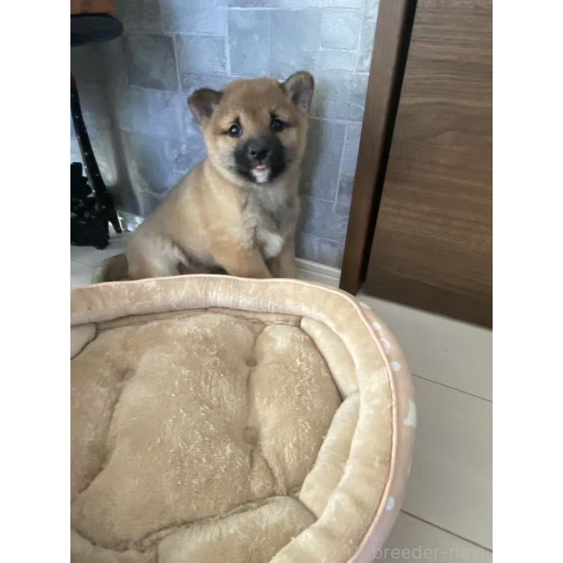 販売中の茨城県の豆柴-433211の4枚目