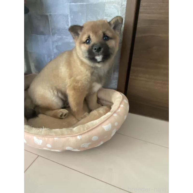 販売中の茨城県の豆柴-433211の3枚目