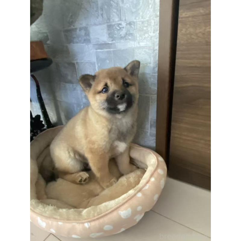 販売中の茨城県の豆柴-433211の2枚目