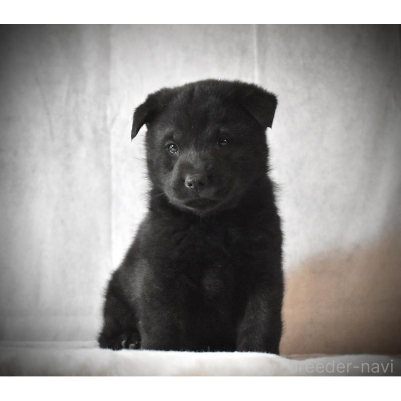 販売中の神奈川県の甲斐犬-440432の4枚目