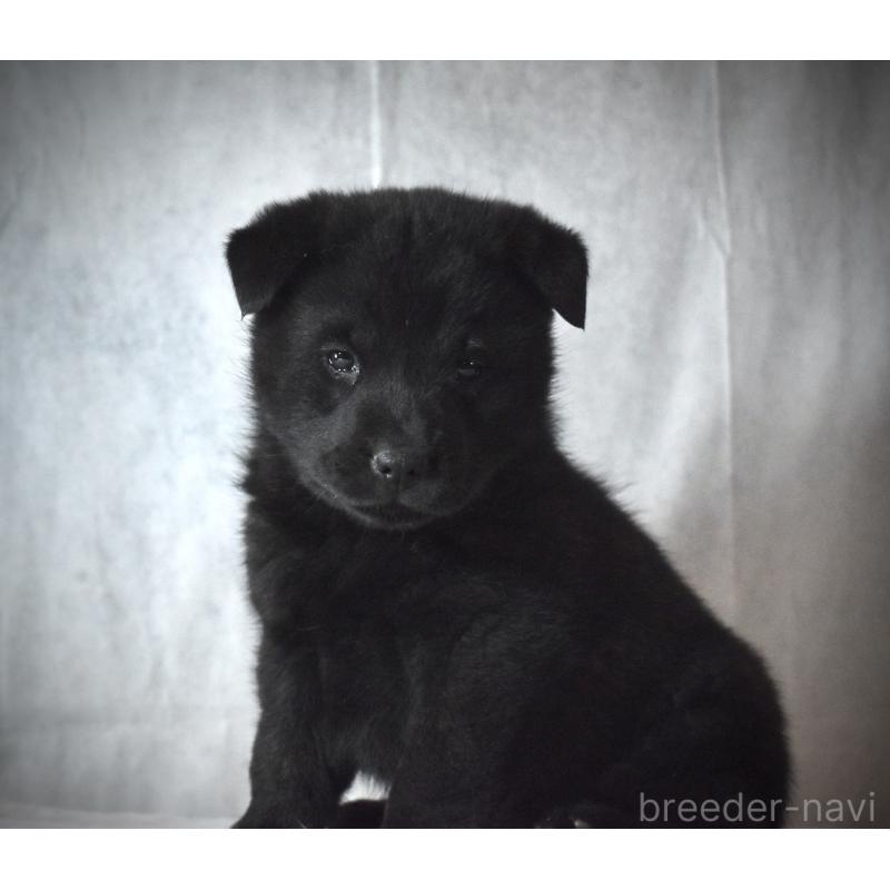 販売中の神奈川県の甲斐犬-440432の3枚目