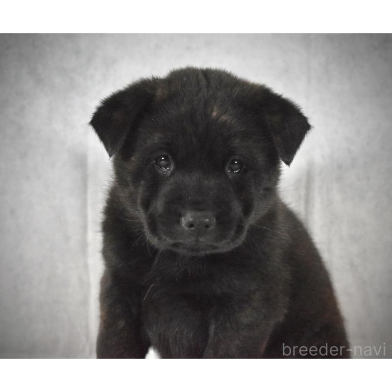 販売中の神奈川県の甲斐犬-440434の4枚目