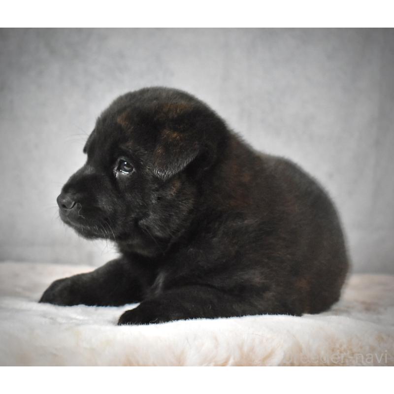 販売中の神奈川県の甲斐犬-440434の3枚目