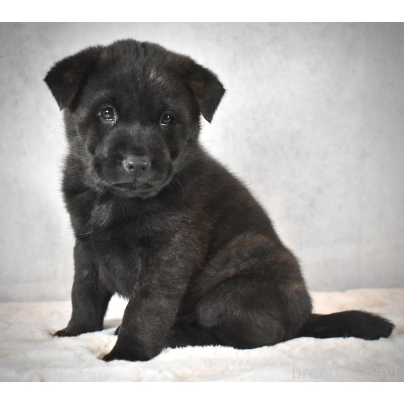 販売中の神奈川県の甲斐犬-440434の2枚目