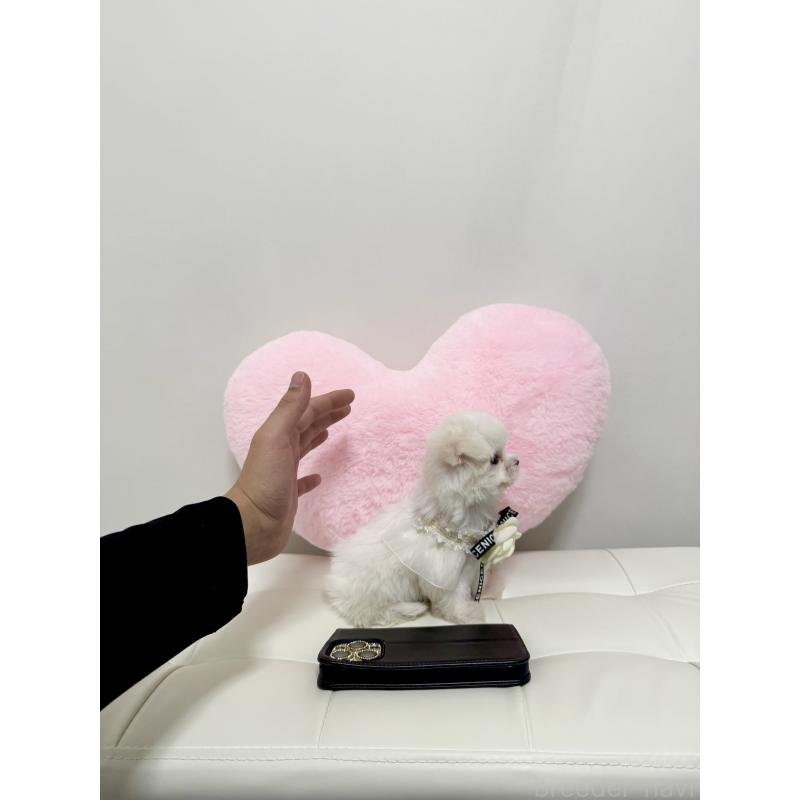 販売中の埼玉県のマルチーズ-440435の3枚目