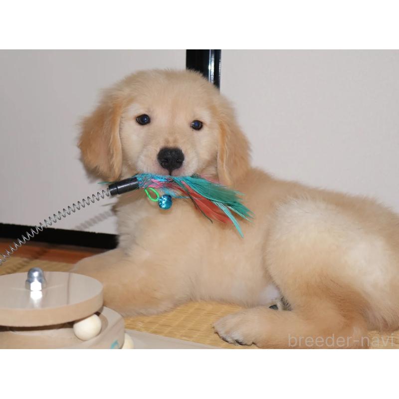 販売中の埼玉県のゴールデンレトリーバー-440433の6枚目