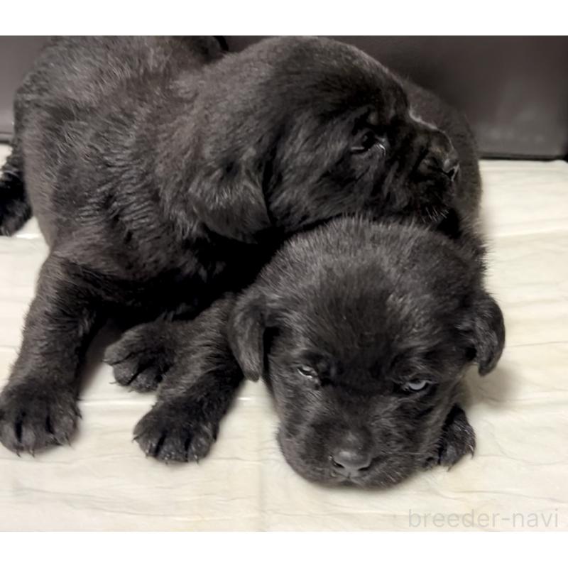 販売中の奈良県のラブラドールレトリーバー-440436の9枚目