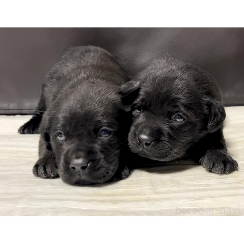 販売中の奈良県のラブラドールレトリーバー-440436の7枚目