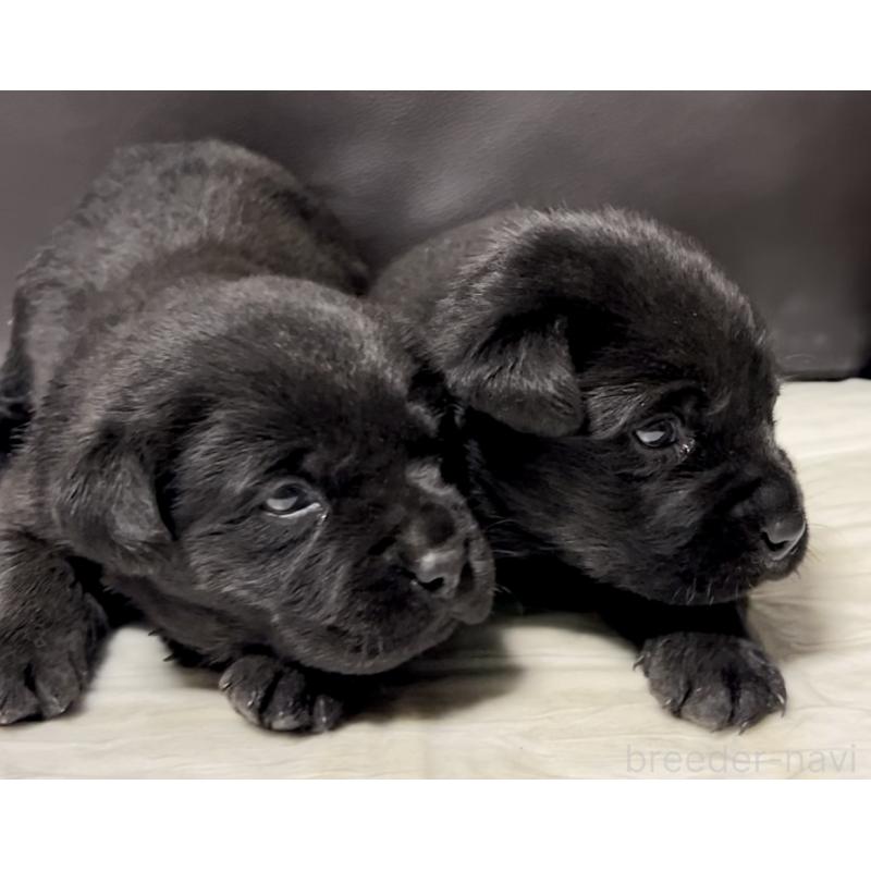 販売中の奈良県のラブラドールレトリーバー-440436の5枚目