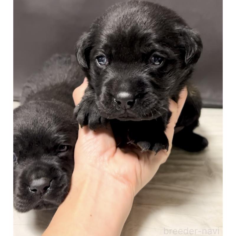 販売中の奈良県のラブラドールレトリーバー-440436の4枚目