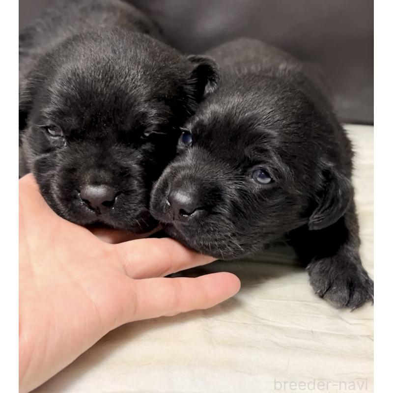 販売中の奈良県のラブラドールレトリーバー-440436の3枚目