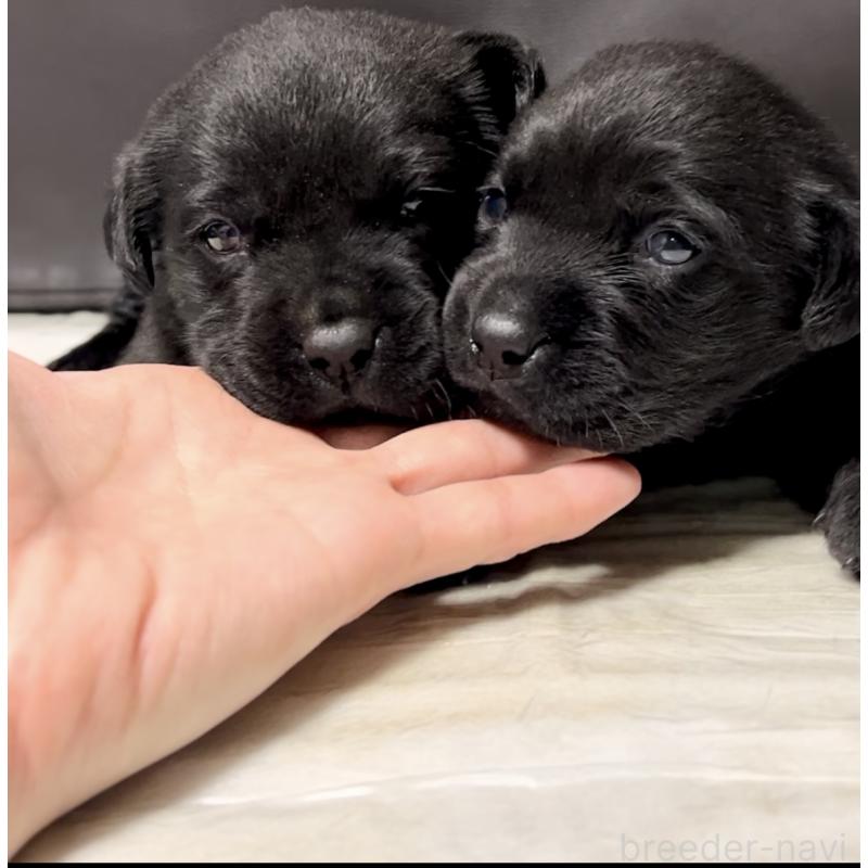 販売中の奈良県のラブラドールレトリーバー-440436の2枚目