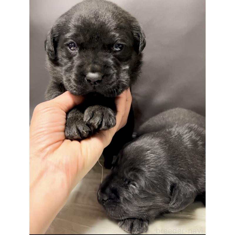 販売中の奈良県のラブラドールレトリーバー-440437の10枚目