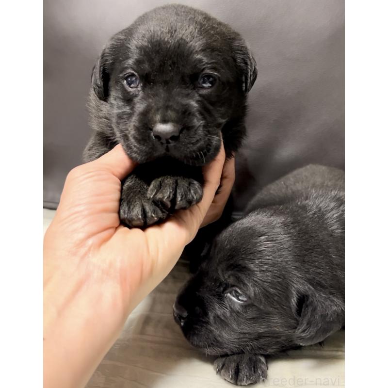 販売中の奈良県のラブラドールレトリーバー-440437の9枚目