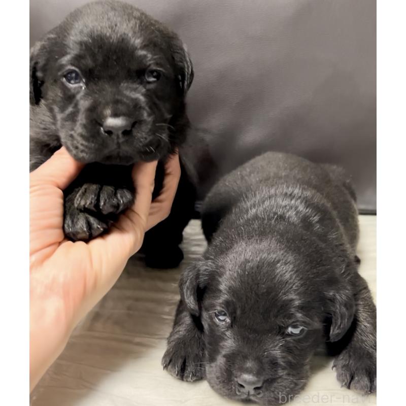 販売中の奈良県のラブラドールレトリーバー-440437の8枚目