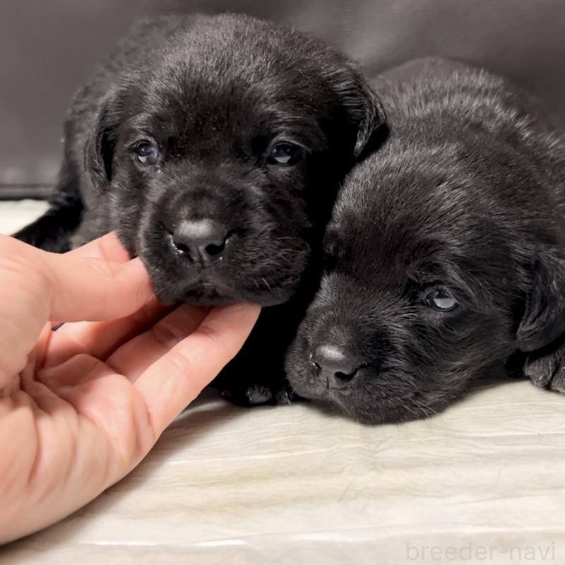 販売中の奈良県のラブラドールレトリーバー-440437の7枚目