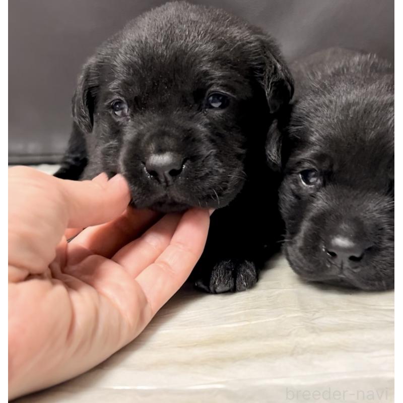 販売中の奈良県のラブラドールレトリーバー-440437の6枚目