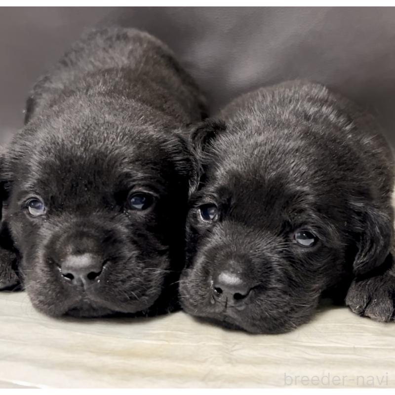 販売中の奈良県のラブラドールレトリーバー-440437の1枚目